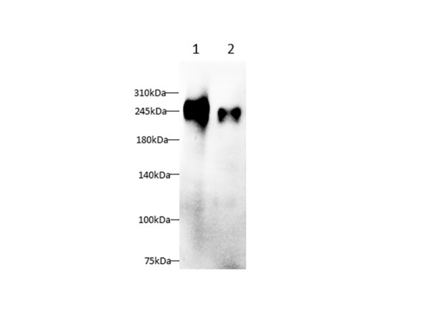 FN1 Polyclonal Antibody (AN006760L)