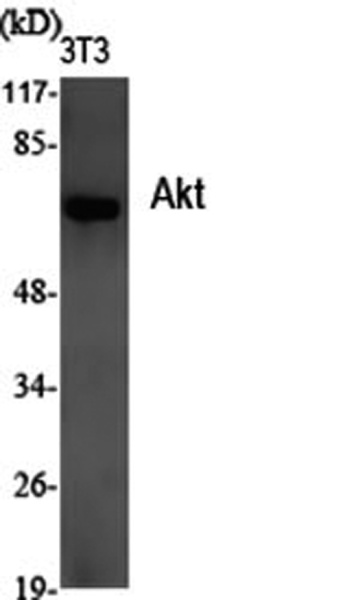 Pan-Akt Polyclonal Antibody (E-AB-30465)