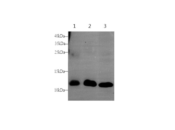 S100A9 Polyclonal Antibody (E-AB-40341)