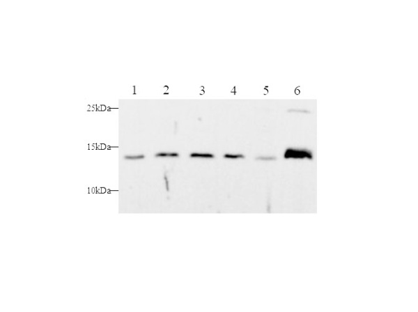 Cyt-C Polyclonal Antibody (D-AB-10419L)