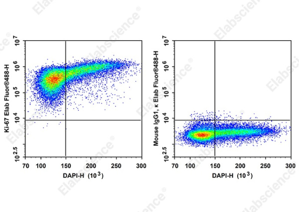 Elab Fluor®488 Anti-Human Ki-67 Antibody[3B7] (AN00540L)