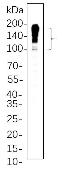 Recombinant MUC2 Monoclonal Antibody (AN300695L)