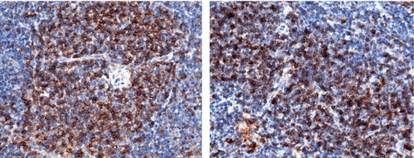 Recombinant CD4 Monoclonal Antibody (AN300481P)