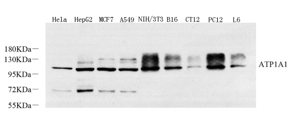 Na+/K+-ATPase alpha1 Polyclonal Antibody (E-AB-70348)