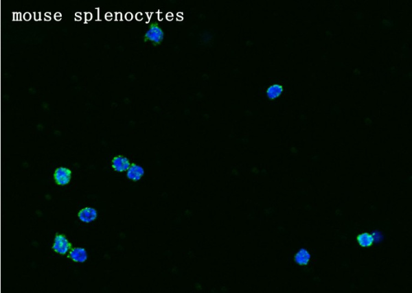 Recombinant Syndecan-4/SDC4 Monoclonal Antibody (AN300552P)