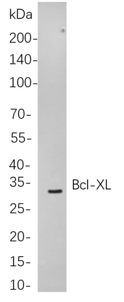 Recombinant Bcl-XL Monoclonal Antibody (AN301019L)