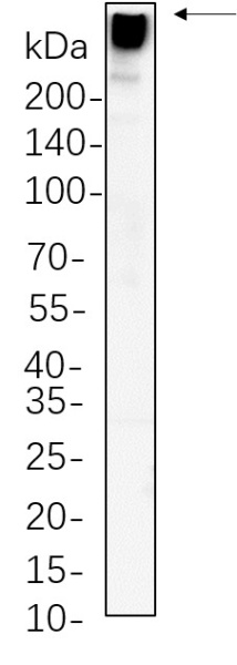 Recombinant MAP2 Monoclonal Antibody (AN300629L)
