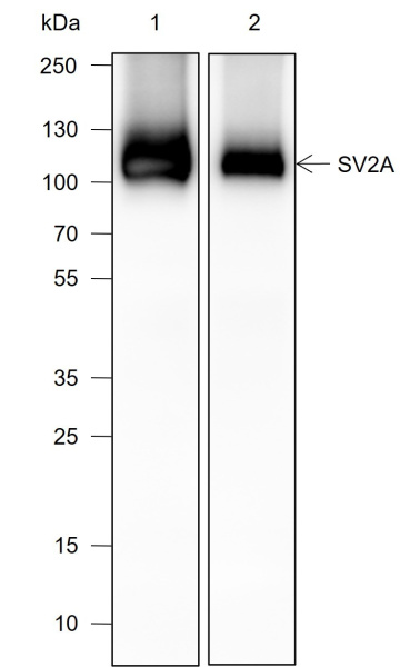 Recombinant SV2A Monoclonal Antibody (AN301990L)
