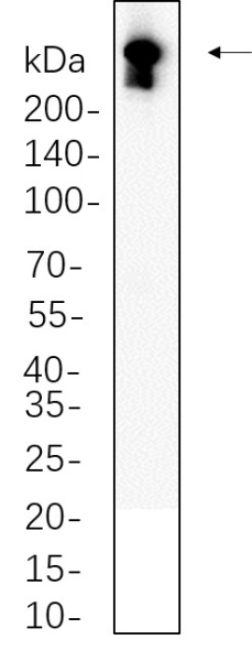 Recombinant DNA PKcs Monoclonal Antibody (AN300822L)