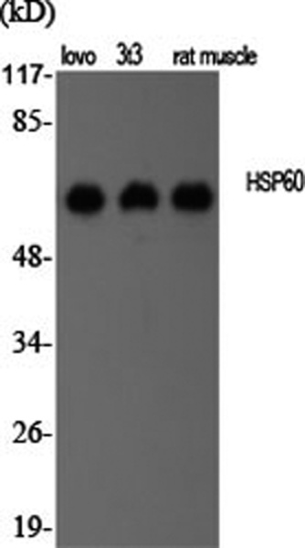 HSP60 Polyclonal Antibody (E-AB-31751)