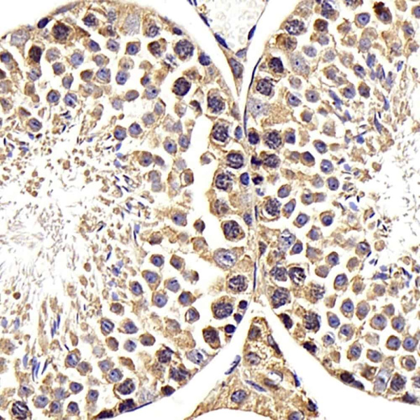 RACGAP1 Polyclonal Antibody (E-AB-70169)