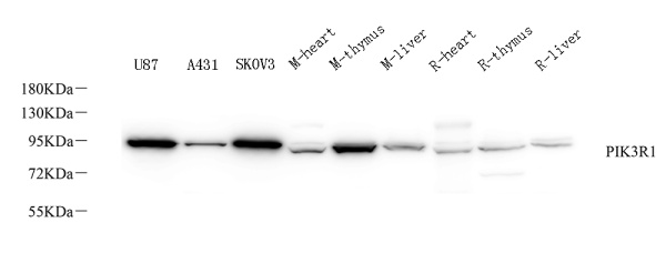 PI 3 kinase p85 alpha Polyclonal Antibody (E-AB-70381)
