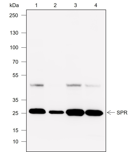 Recombinant SPR Monoclonal Antibody (AN302028L)