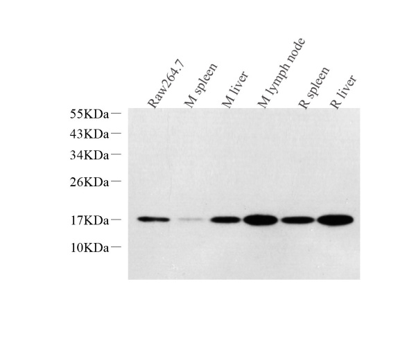 Lysozyme Polyclonal Antibody (E-AB-70213)