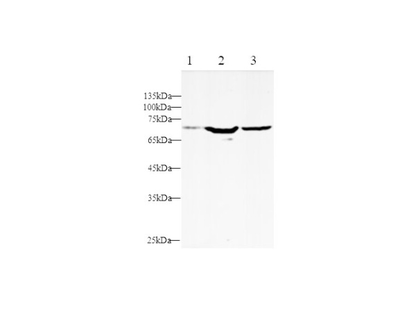 KIM-1 Polyclonal Antibody (D-AB-10398L)