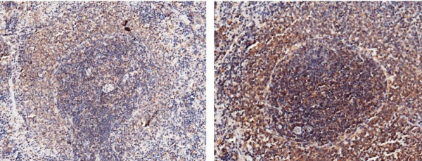 Interleukin-2/IL-2 Monoclonal Antibody (AN200250P)