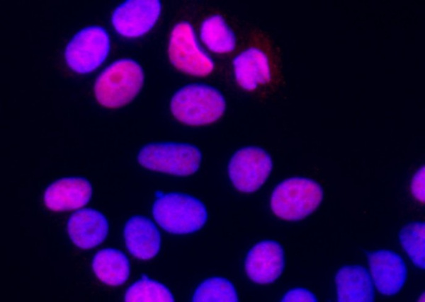 SUB1/PC4 Monoclonal Antibody (AN200145P)