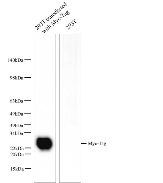 Myc-Tag Monoclonal Antibody (E-AB-48023)