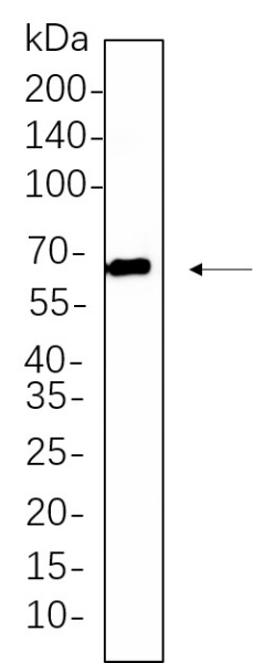 Recombinant Phospho-Src Family (Tyr416) Monoclonal Antibody (AN301314L)