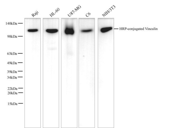 HRP-conjugated Vinculin Monoclonal Antibody (AN00297HP)
