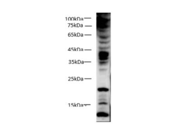 Phosphotyrosine Polyclonal Antibody (E-AB-40513)