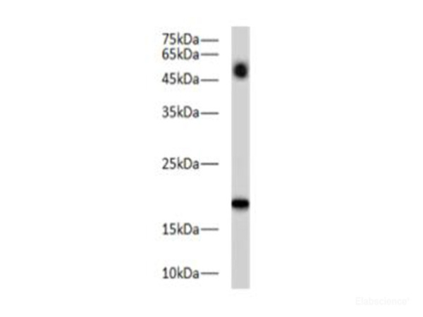 BAX Polyclonal Antibody (E-AB-40521)
