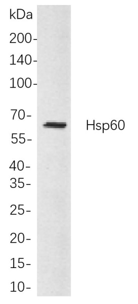 Recombinant Hsp60 Monoclonal Antibody (AN301009L)