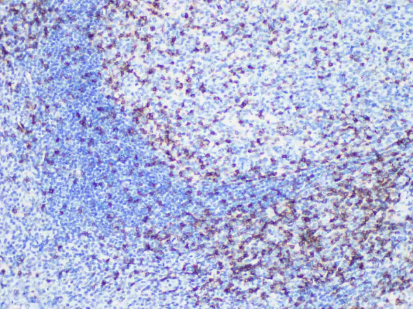 CD45RO Monoclonal Antibody (ELAB6921-M)
