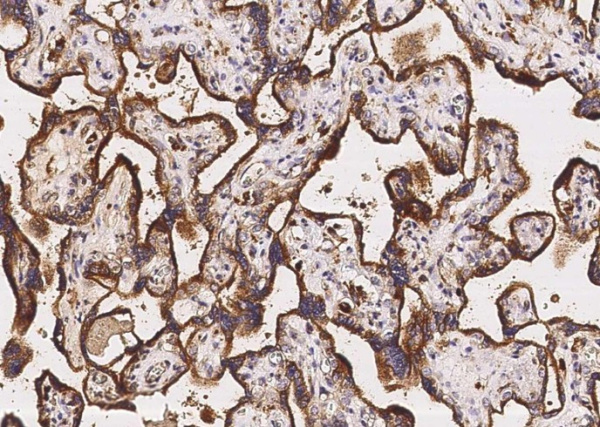 LAMP2/CD107b Monoclonal Antibody (AN200231P)