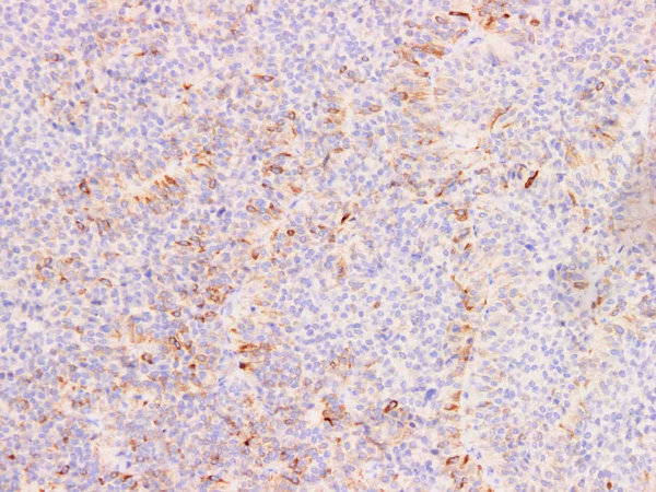 FSH Monoclonal Antibody (ELAB6660-M)