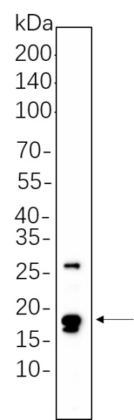 Recombinant Cleaved Caspase-3 (Asp175) Monoclonal Antibody (AN301359L)