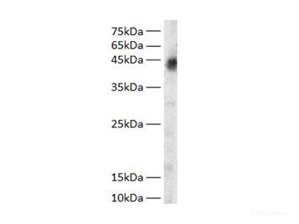 GOT1 Polyclonal Antibody (E-AB-40505)