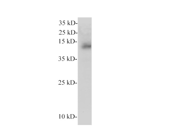 CEPT1 Polyclonal Antibody (E-AB-40538)