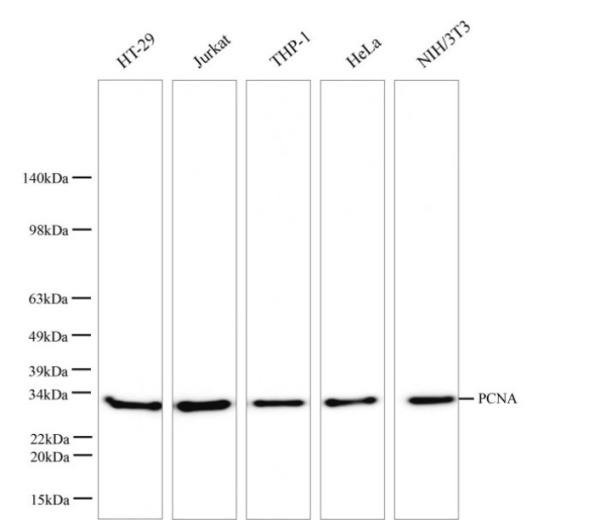 PCNA Monoclonal Antibody (AN005350L)