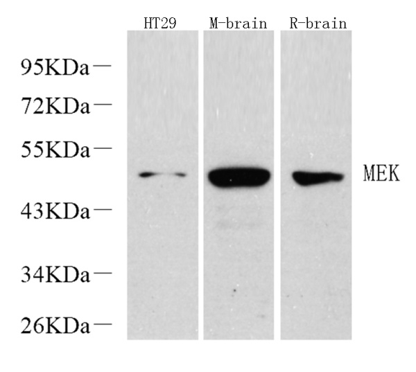 MAP2K1 Polyclonal Antibody (E-AB-70207)