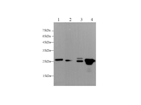 GSTp1 Polyclonal Antibody (D-AB-10211L)