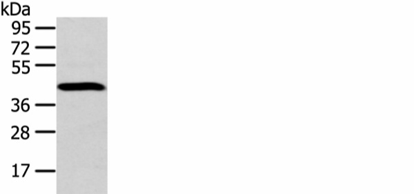 DCAF7 Polyclonal Antibody (E-AB-18310)