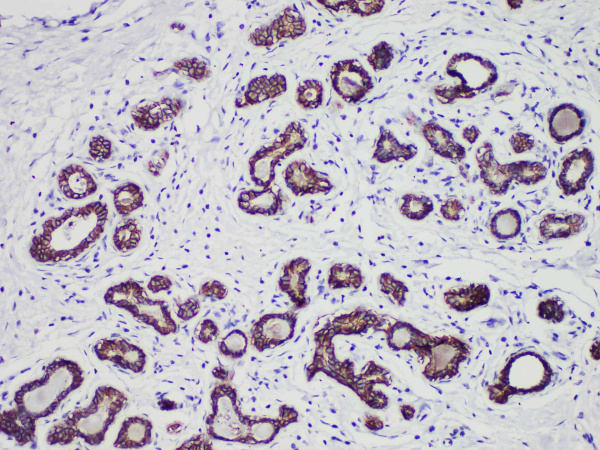 E-Cadherin Monoclonal Antibody (ELAB6630-M)