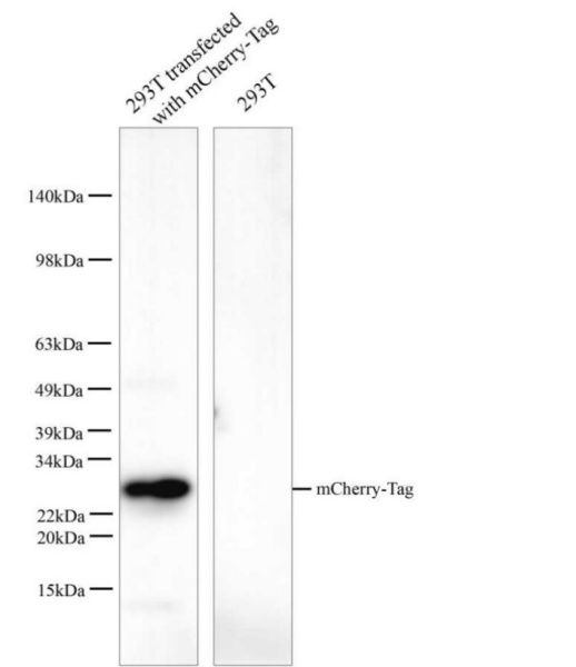 mCherry-Tag Monoclonal Antibody (E-AB-48007)