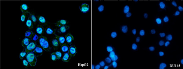 Androgen receptor/NR3C4 Monoclonal Antibody (AN200154P)