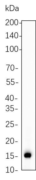 Recombinant Cleaved Caspase-7 (Asp198) Monoclonal Antibody (AN301295L)