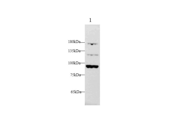 FGA Polyclonal Antibody (D-AB-10193L)