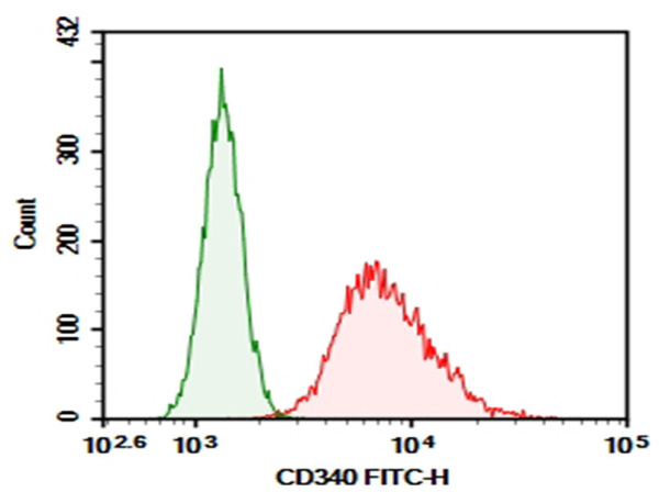 Purified Anti-Human CD340 Antibody[chA21] (AN003520P)