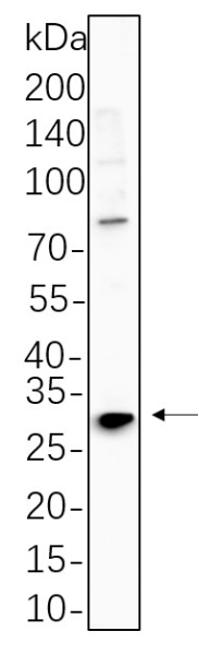 Recombinant Phospho-RPS6 (Ser240, Ser244) Monoclonal Antibody (AN300639L)