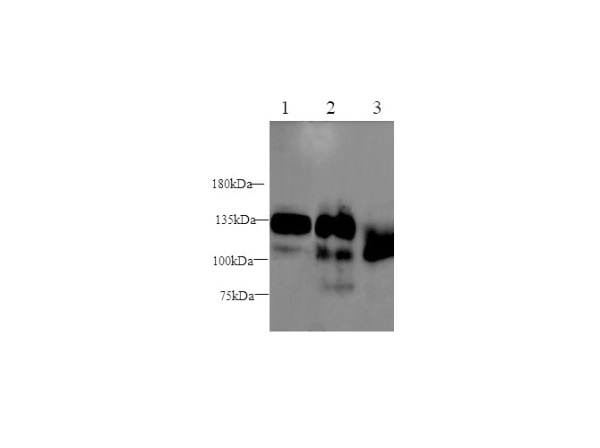 SEMA4D Polyclonal Antibody (D-AB-10380L)
