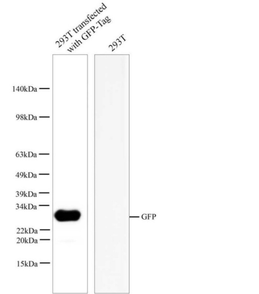 GFP Monoclonal Antibody (E-AB-48010)