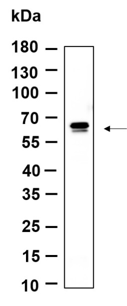 Recombinant PDE1B Monoclonal Antibody (AN301230L)