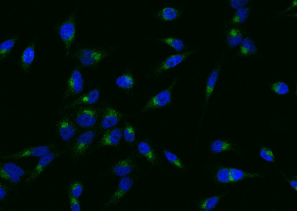 PSGL-1/CD162 Monoclonal Antibody (AN200233P)