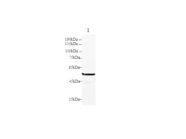 PKM2 Polyclonal Antibody (D-AB-10309L)