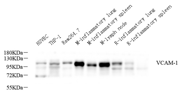 VCAM1 Polyclonal Antibody (E-AB-70284)